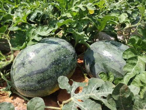 怀集小学老师吃瓜,揭秘校园里的“清凉一夏”