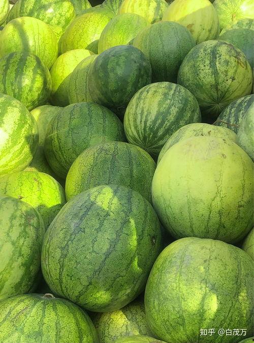 梦吃籽瓜,探寻神秘果实的奇幻之旅