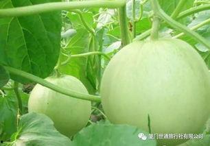 能烤吃的瓜,解锁夏日美食新体验