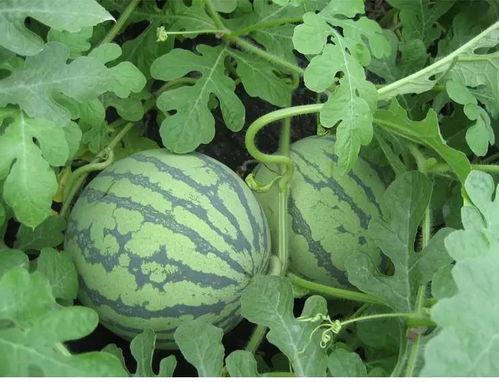 商丘吃瓜小伙视频,一场网络爆红的街头美食秀