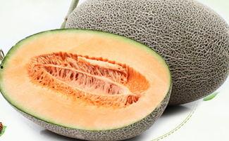 来事吃哈密瓜吗,哈密瓜的适时享用之道