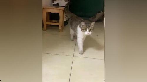 川师网红猫,萌动校园，治愈心灵