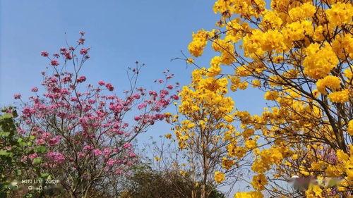 春天的启明星,唤醒希望的晨曦之光