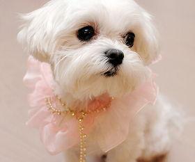 宠物犬网红,揭秘宠物犬网红的走红之路