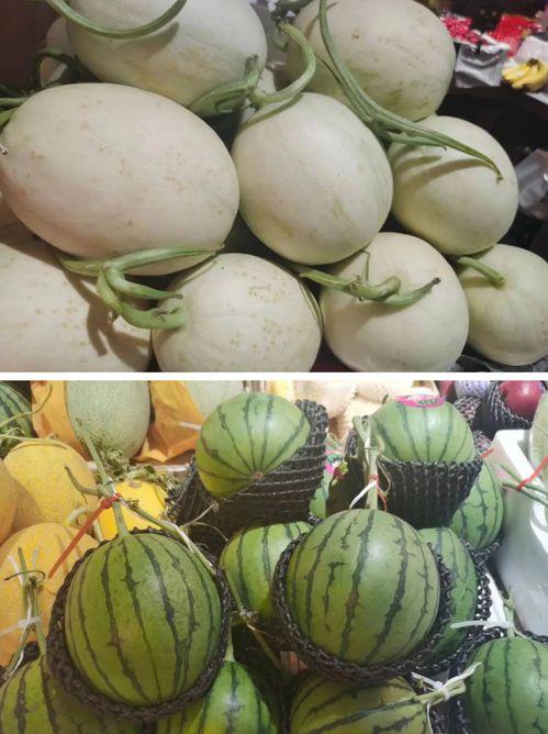 糖糖糖吃瓜,糖糖糖的甜蜜瓜趣之旅