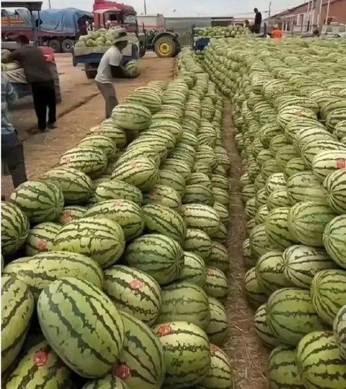 甘肃最近吃瓜新闻报道,最新吃瓜新闻盘点