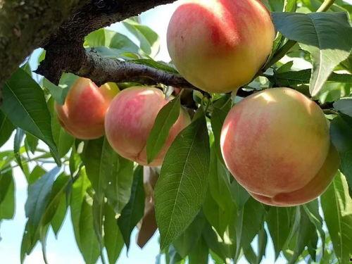 鑫西兰头条,聚焦热点，洞察时事，深度解析