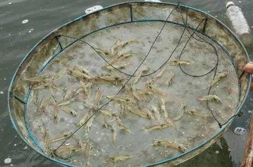 喂虾怎么看料台,揭秘喂虾过程中的关键细节