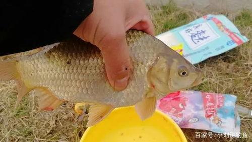 瓜老师鲫鱼散炮