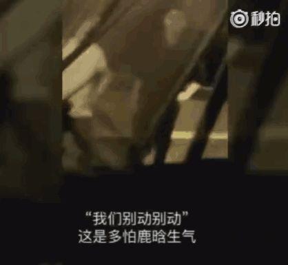 吃瓜视频偶像谈恋爱,偶像甜蜜恋情曝光，粉丝直呼甜到心里！