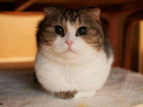 吃瓜鬼头小猫咪,揭秘吃瓜鬼头小猫咪的神秘传说