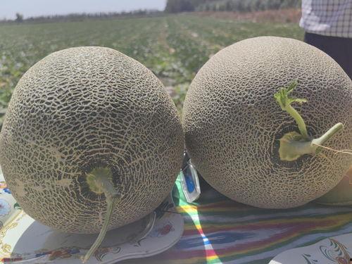 在哈密吃哈密瓜,哈密美食之旅