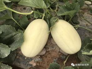 边充气边吃瓜,夏日休闲新风尚